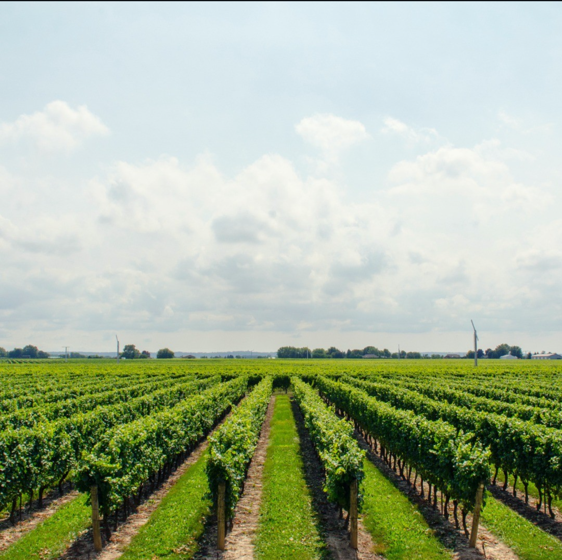 I filari dei vigneti di Terre Ca' Bindola